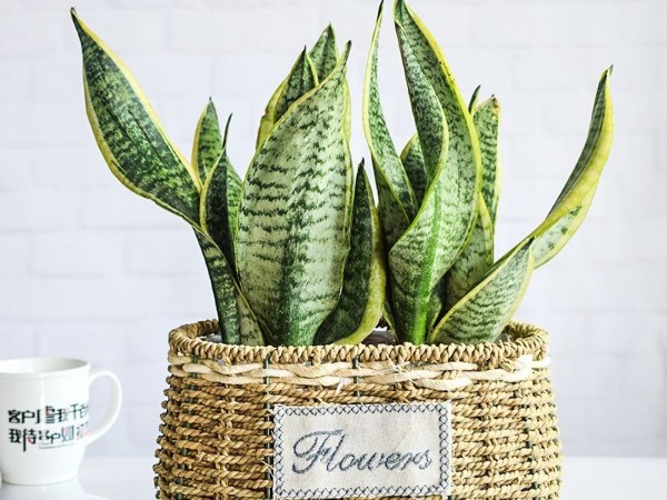 辦公室裝修綠植租賃